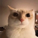 thoughtless emote