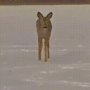 deerOmw animated emote