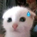 Cat_Scared emote