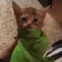 HowToDisappearCompletely emote