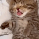 sillymaleswhentheysleep emote