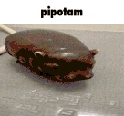 pipotam emote