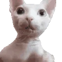 BingusHey emoji