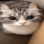 cat_boom animated emote