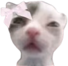 Coquette_cat emote