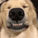 Wowies emote