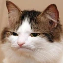 catthinking3 emote