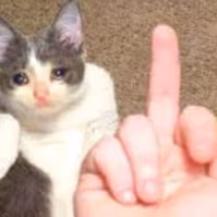 Cat_fu emoji