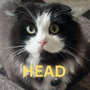 Dhe3d emote