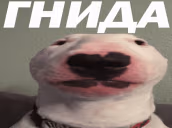 GNIDA emote