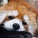 redpanda_tired emote