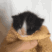 Towel_Kitten_Meowing_2 animated emote