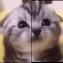tore emote