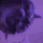 PartyCat animated emote