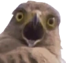 ShockedBirb emote