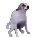 dogoPls