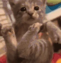 catInspect emote