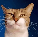 RIZZLER emote