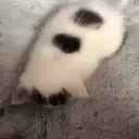 love emote