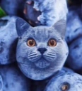 BLUEBERRYCAT emote