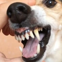 laladog emoji