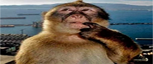 hMM emote
