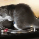 ppSpin emote