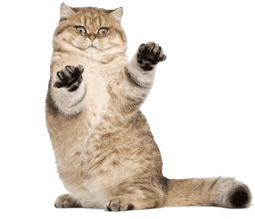 playful_brown_cat emote