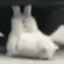 catBuff animated emote