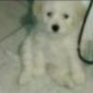ivardo8 avatar
