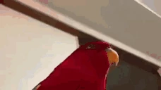 RedParrot emote