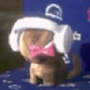 kittyBANGER emote