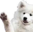 dogHi emote