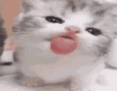 lick emote