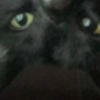 Black_cat_look emote