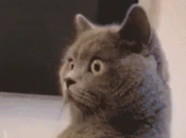 monka emote