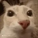 Amassado emote