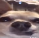 Trap_Dawg emote