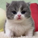 NotScared emote