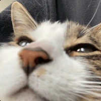 cat_closestare emote