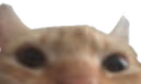 top emote