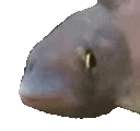 BopFish emote