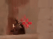 aim animated emote