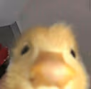 PeekingLurkingDuck emote