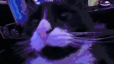 bonbon emote