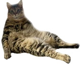 Chompeh emote