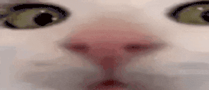 plunk animated emote