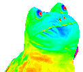 rainbowfrog