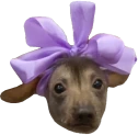 creatureCute emote