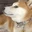 DogeWeird emote